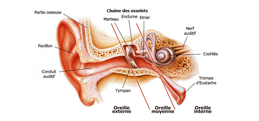 Diagramme coupe de l’oreille